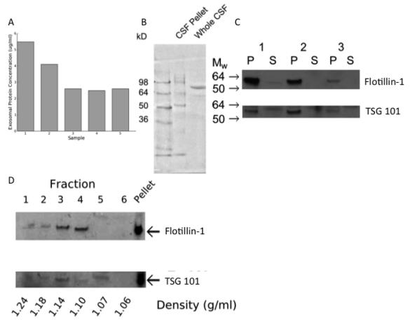 A) The pellet resulting from ultracentrifugation of human CSF contained protein. B) The size distribution of protein was different in the pellet resulting from ultracentrifugation of human CSF (CSF pellet) compared with uncentrifuged CSF (whole CSF). C) Western blots for flotillin-1 and TSG-101 on the ultracentrifugation pellet (P) and supernatant (S) from CSF collected from 3 study participants (1-3). D) Western blot for flotillin-1 and TSG101 on fractions obtained following isopycnic centrifugation.