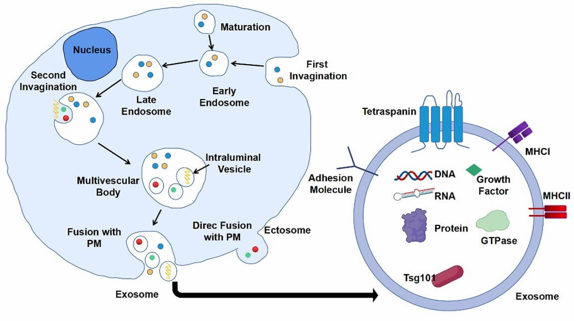 Biogenesis and composition of exosomes