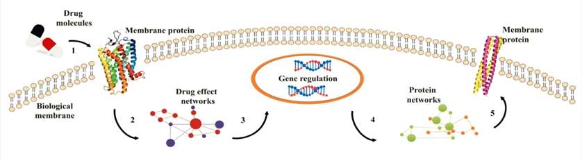 Understanding Membrane Protein Drug Targets in Computational Perspective.