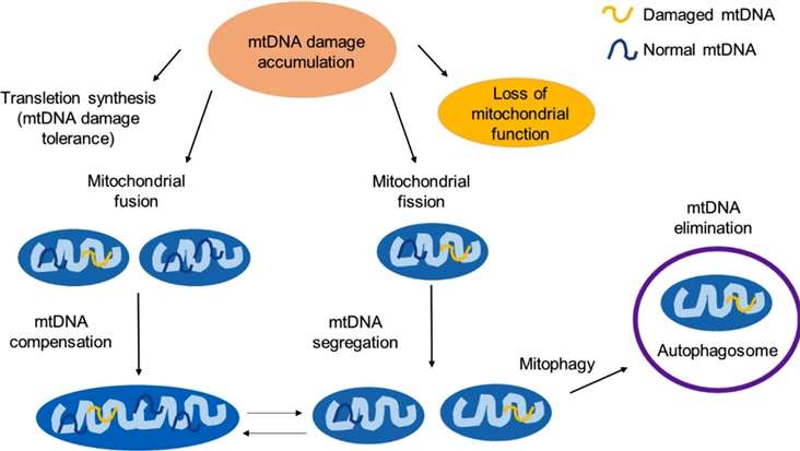 The mitochondrial response to unrepaired DNA damages
