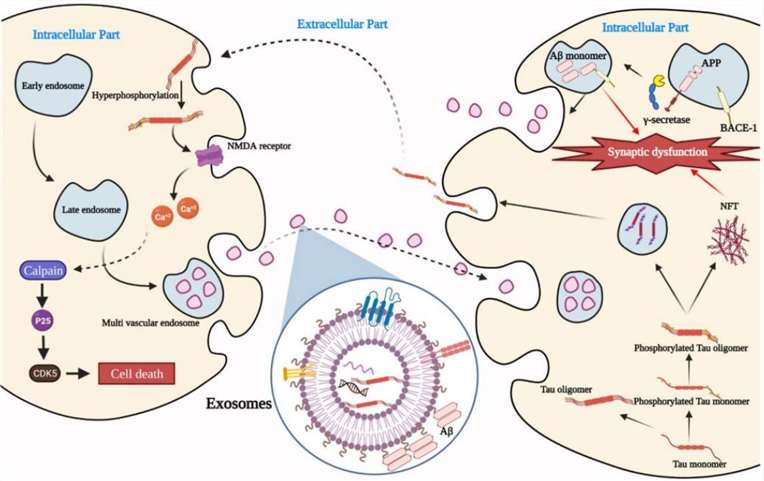 Fig. 1 The pathological role of exosomes in AD.