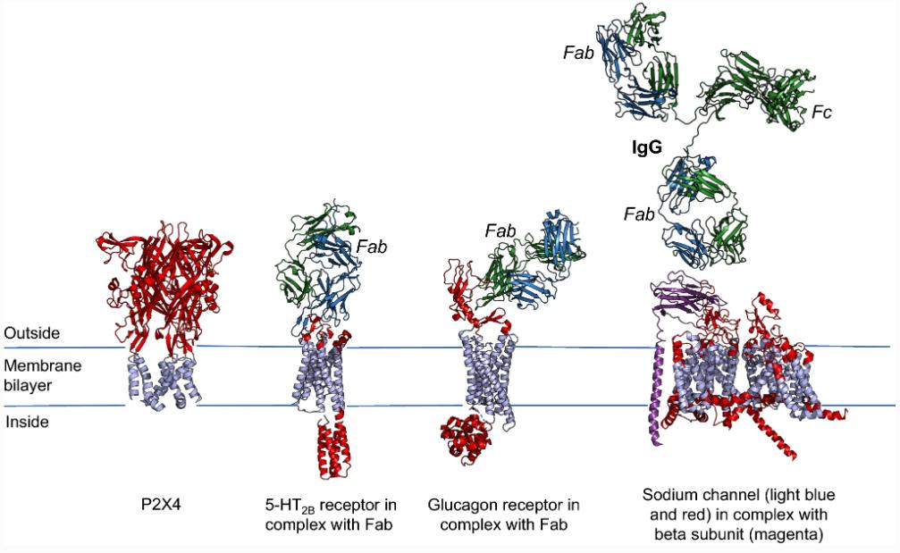 Fig. 1 Diverse topologies of complex membrane proteins and interactions with antibodies.