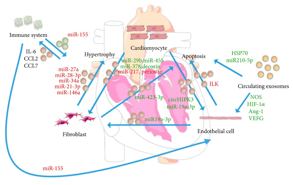 Fig. 1 The roles of exosomes in the pathophysiology of cardiovascular diseases.