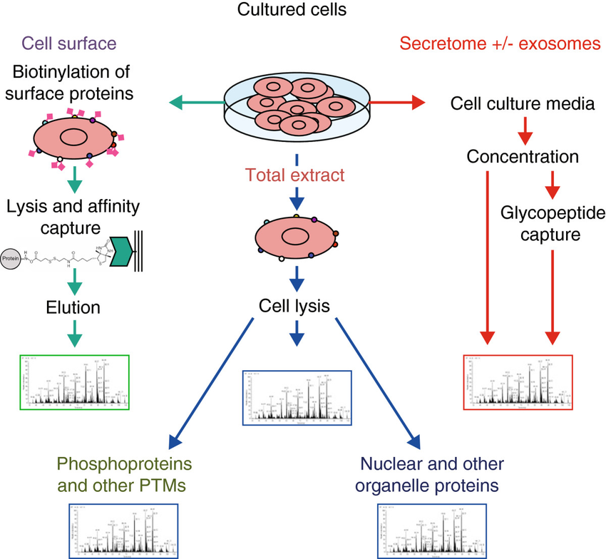 Analysis of the proteome of cell populations by sub-compartment