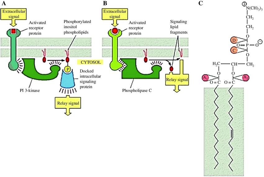Some functions of membrane phospholipids in cell signaling