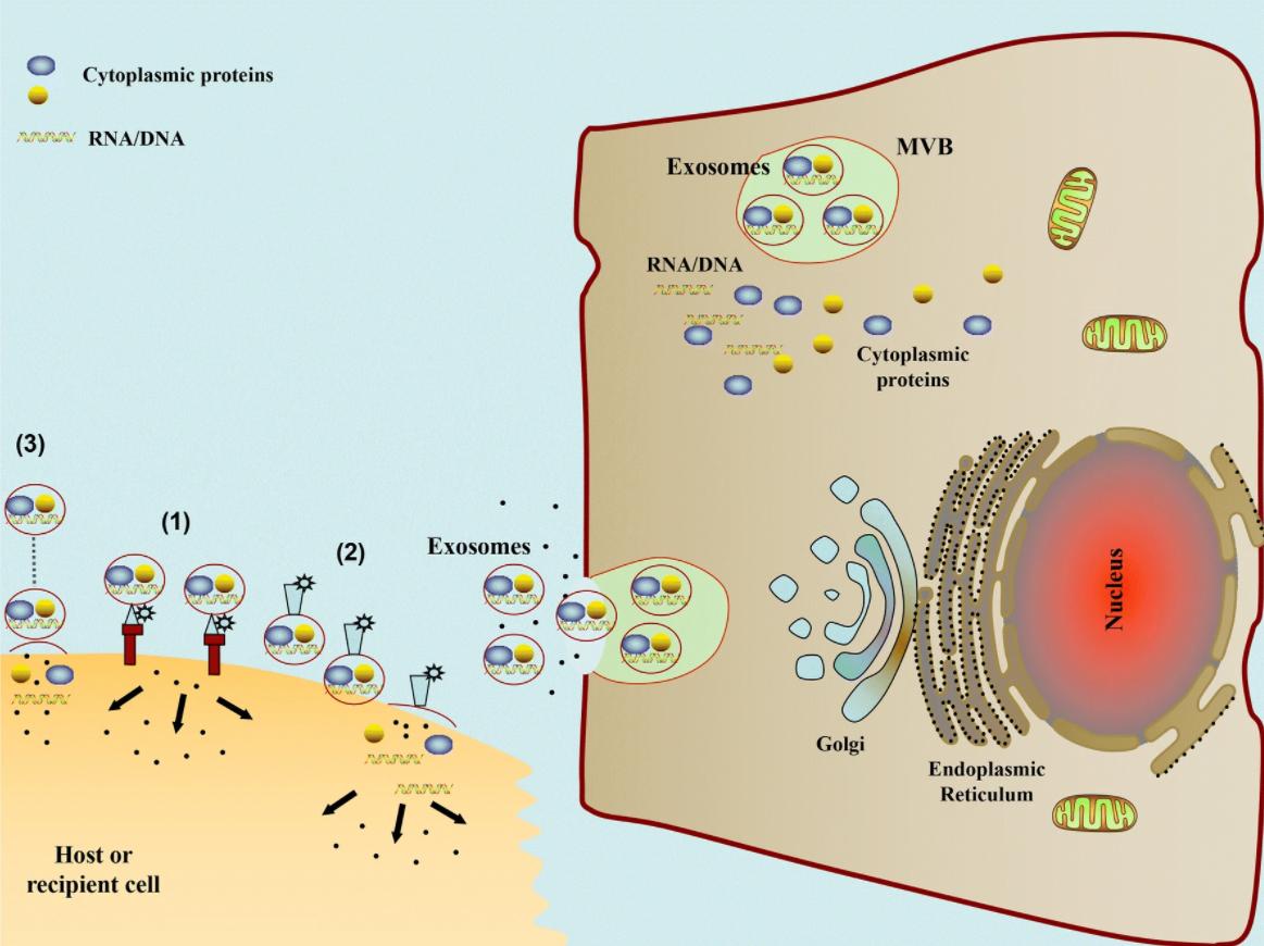 Fig. 1 The schematic diagram of pathways involved in exosome mediated cell-to-cell communication.