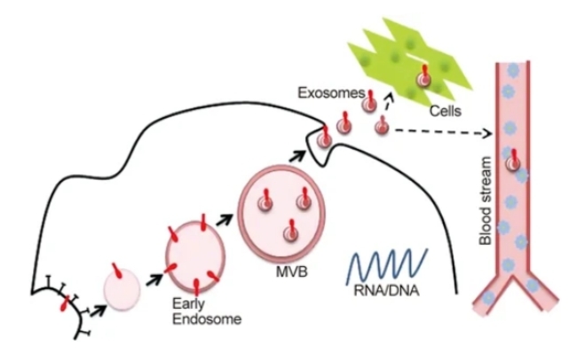 Fig. 1 Biogenesis and release of extracellular vesicles: represented diagram depicts a typical extracellular vesicle biogenesis and release.