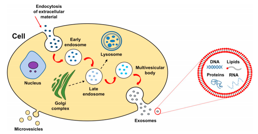 Exosomes Lipidomics Service