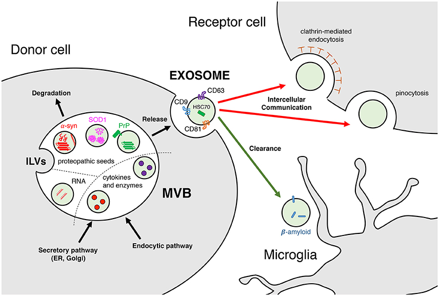 Exosomes Metabolomics Service