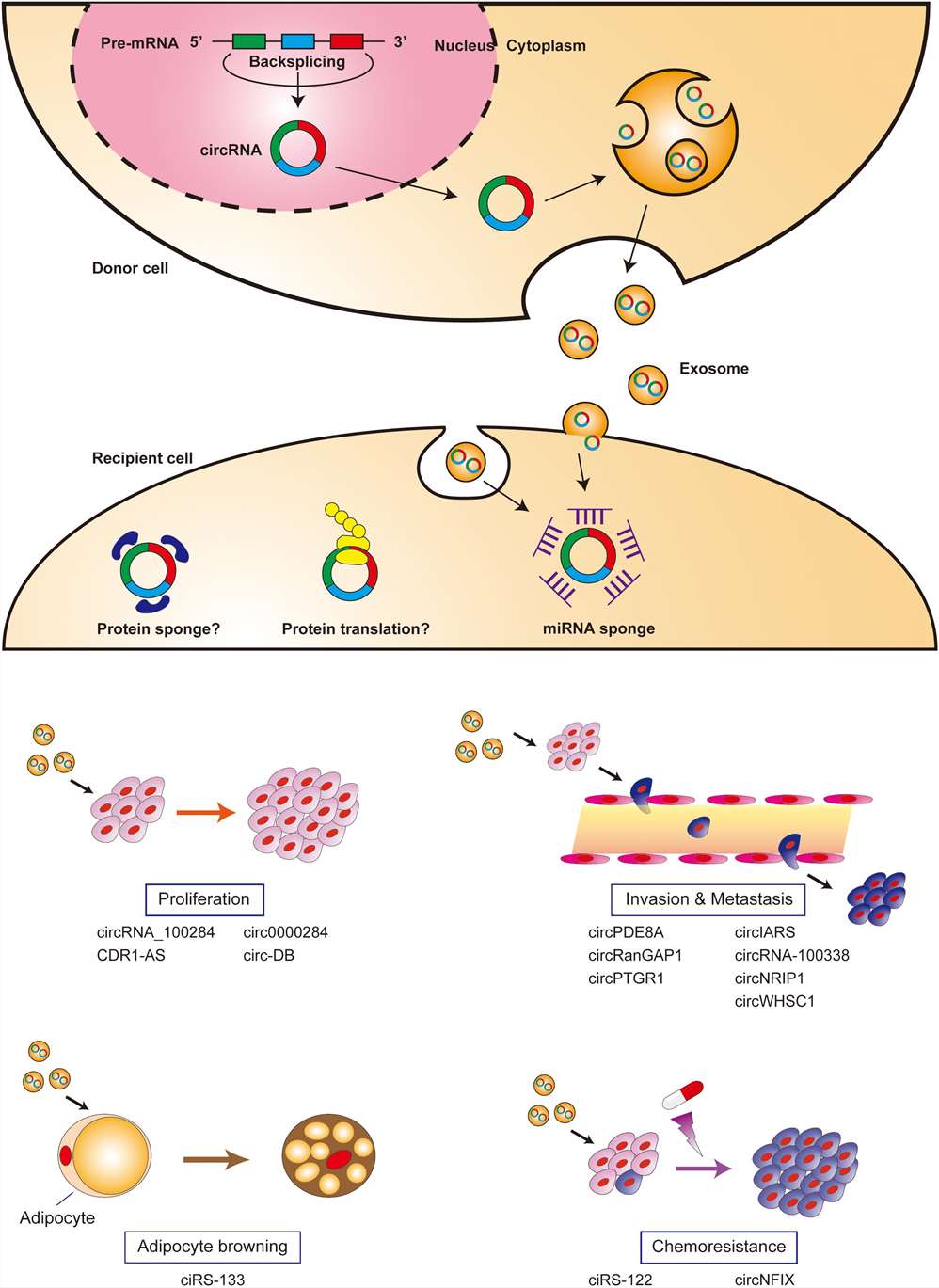 Fig. 1 Biological functions of exosomal circRNAs.