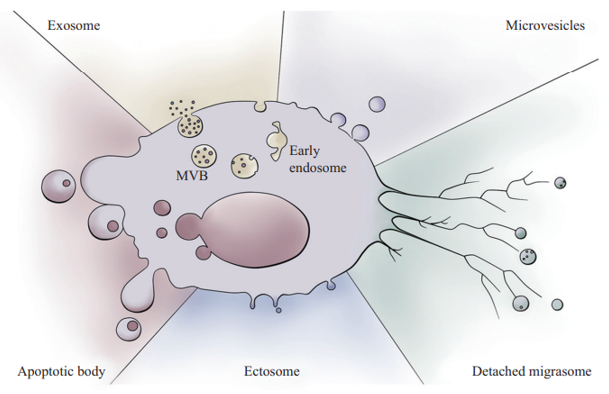 Extracellular Vesicles Proteomics Services