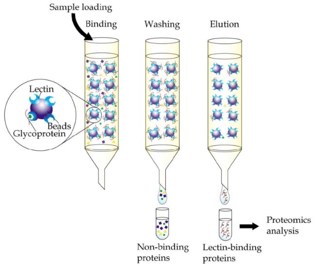 General workflow of immobilized-lectin affinity chromatography