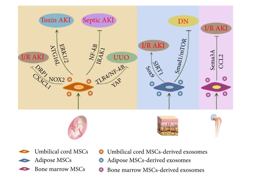 Fig.1 Mechanisms of MSC-exosomes in renal regeneration.
