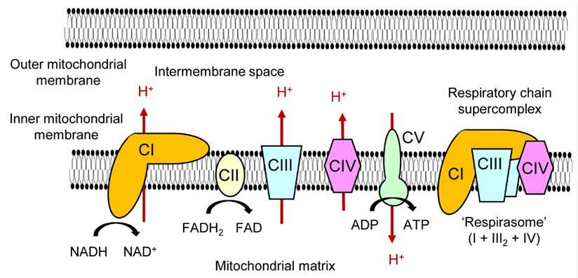 Mitochondrial OXPHOS complexes and a respiratory chain supercomplex