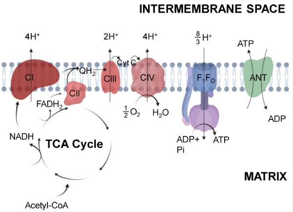 Fig. 1 Mitochondrial oxidative phosphorylation.