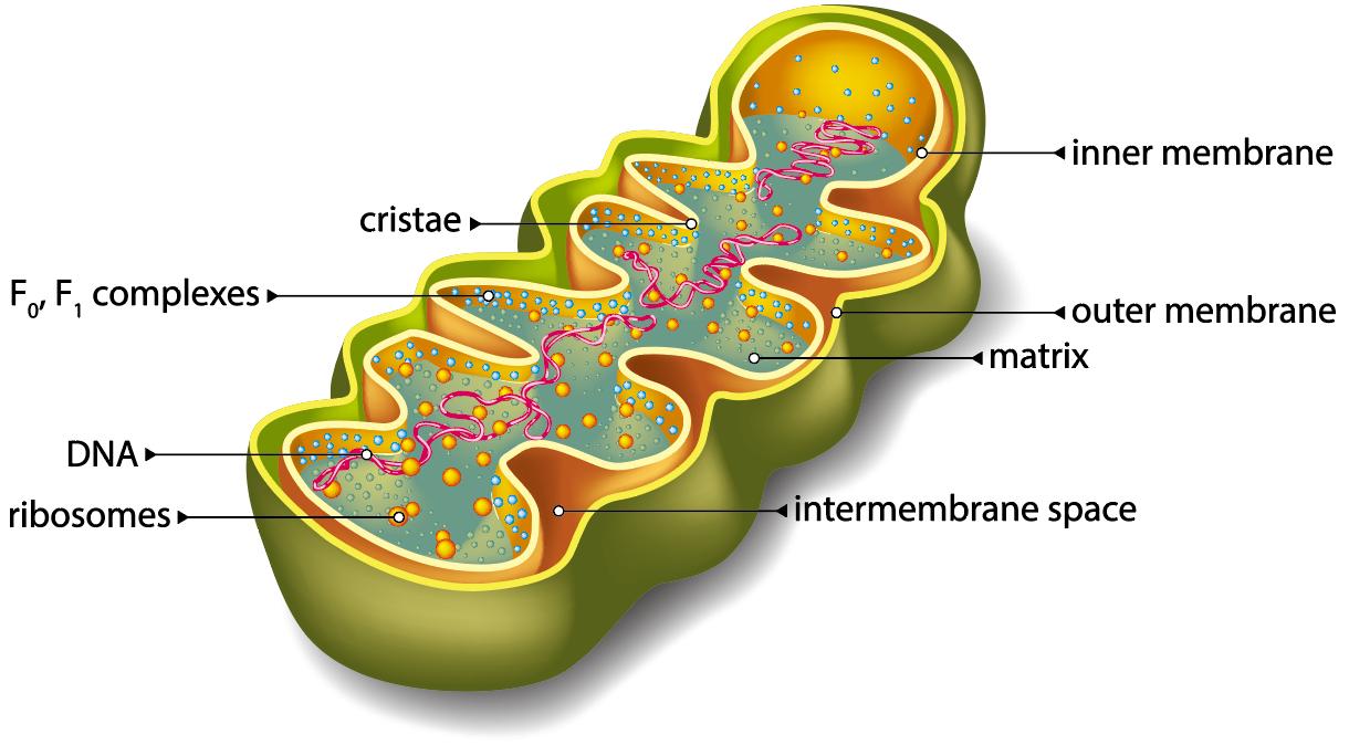 Structure of mitochondria