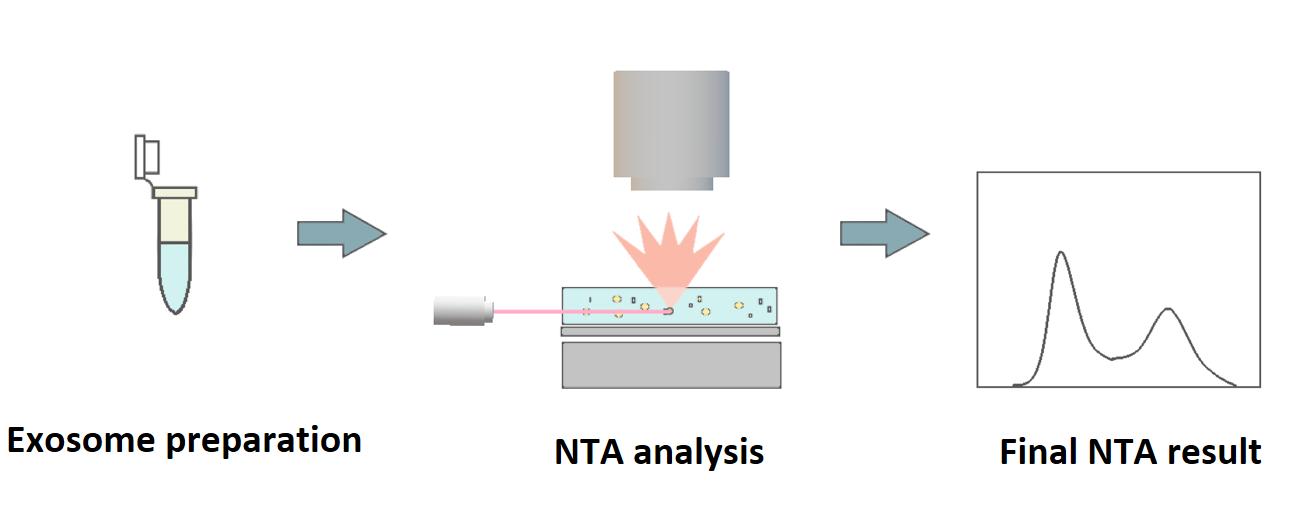 NTA-based exosome identification-Creative Proteomics