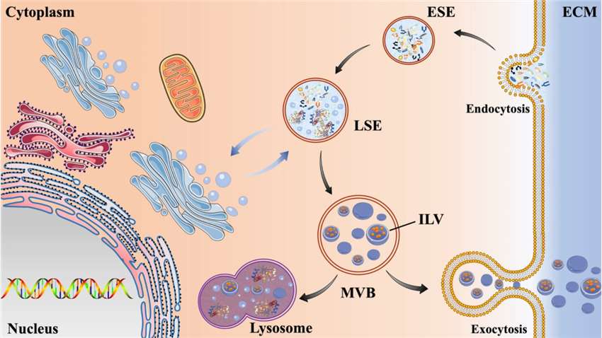 Fig. 1 The secretion process of exosomes.