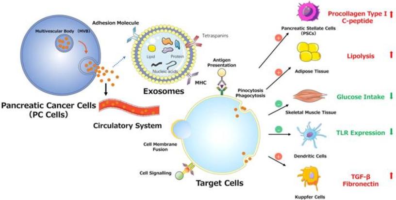 Fig. 1 Various effects of exosomes on PC progression.