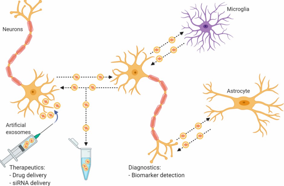 Fig. 1 Potential roles of exosomes in neuropathology and clinical applications.