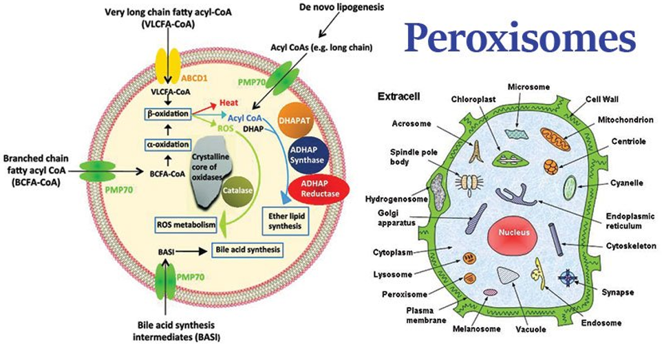 Peroxisome Analysis Services