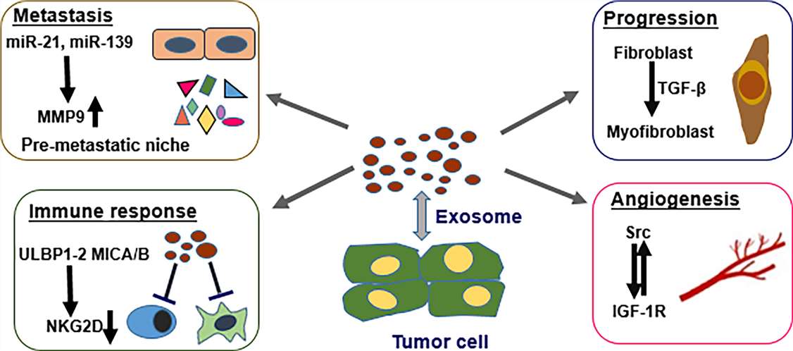 Fig. 1 Multiple roles of cancer originated exosomes in PCa.