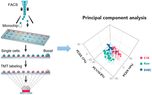 Workflow of the nanoPOTS-TMT-based single cell proteomics platform