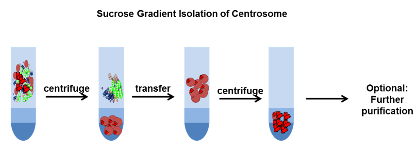 Centrosome Isolation and Centrosome Protein Purification