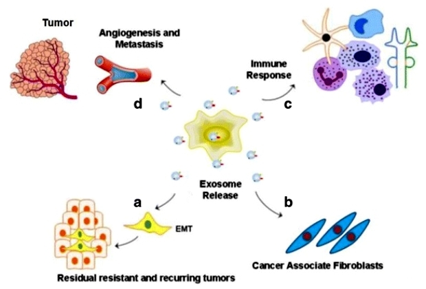 Role of exosomes in sustaining cancer resistance networks