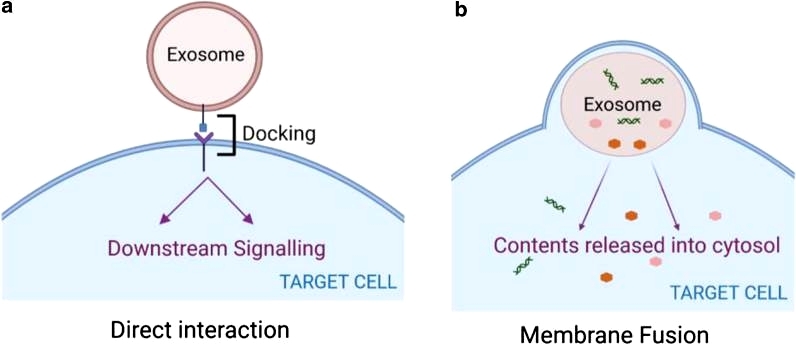 Exosome signalling by direct interaction or membrane fusion