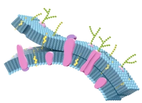 Exploring the Role and Potential of Membrane Proteins in Disease