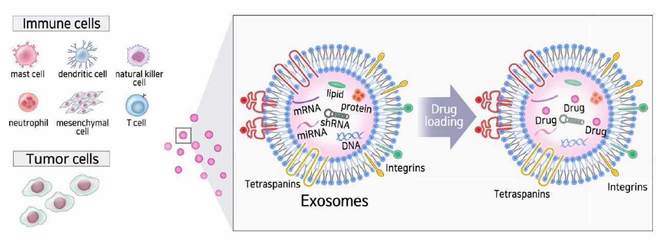 Diverse sources of exosomes and the effect on the immune system
