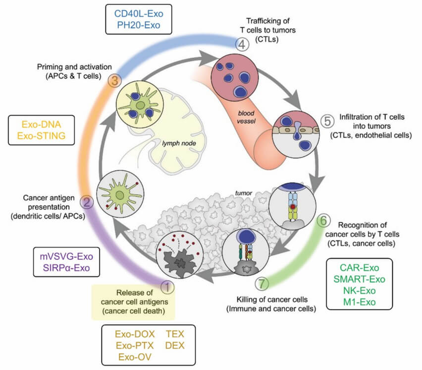 Cancer immunity cycle