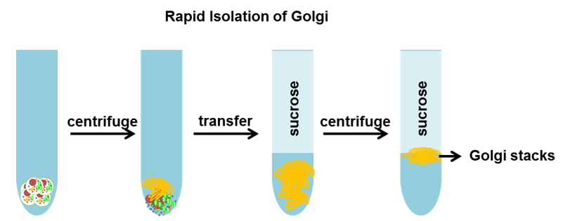 Golgi Apparatus and Golgi Protein Extraction and Purification