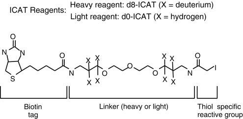 Isotope-coded affinity tags (ICAT)