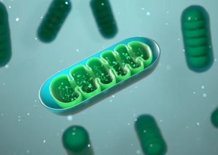 Mitochondria and Health
