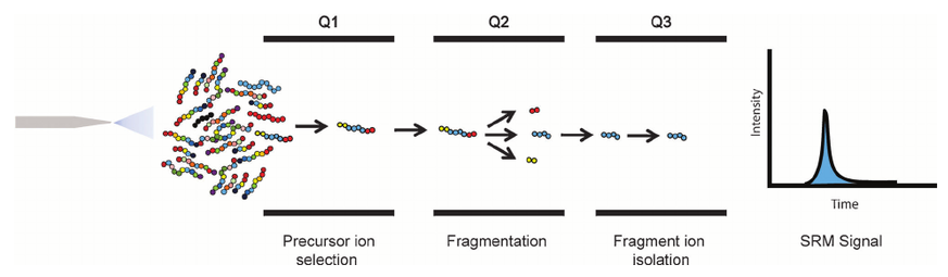 Multiple Reaction Monitoring Protein Quantitation Service