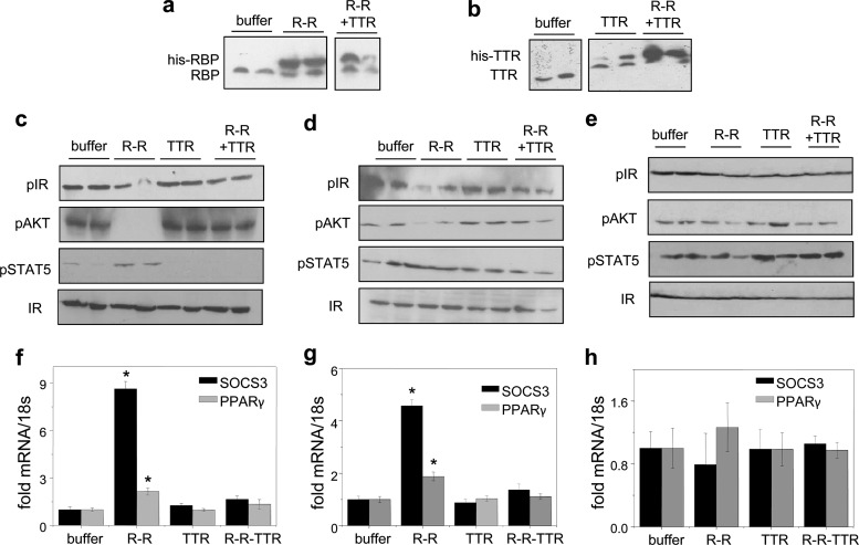 TTR suppresses activation of STRA6 by holo-RBP in vivo