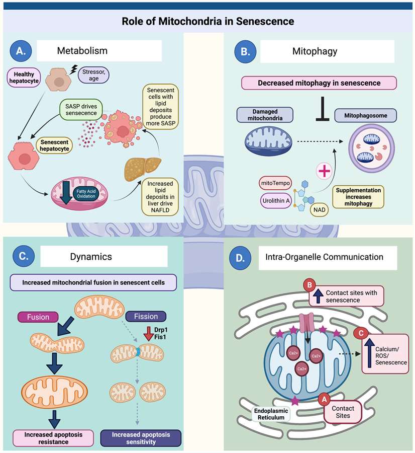 Mitochondria participate in multiple aspects of senescence biology