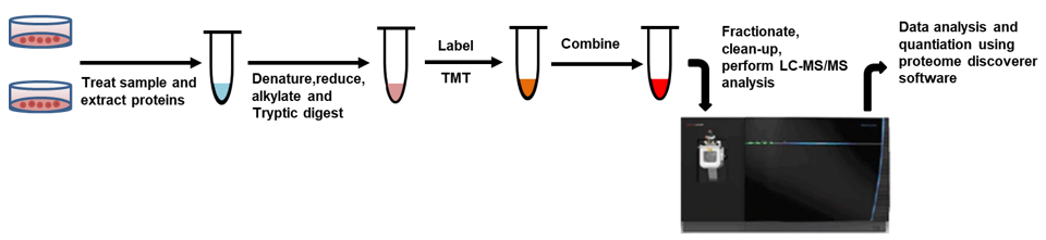 TMT Protein Quantitation Service